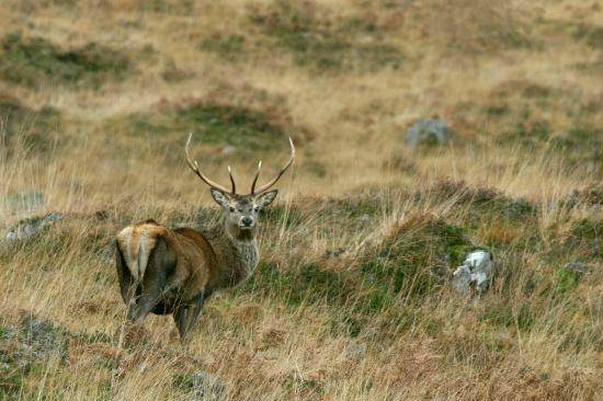 Red Deer <i>Cervus elaphus</i>